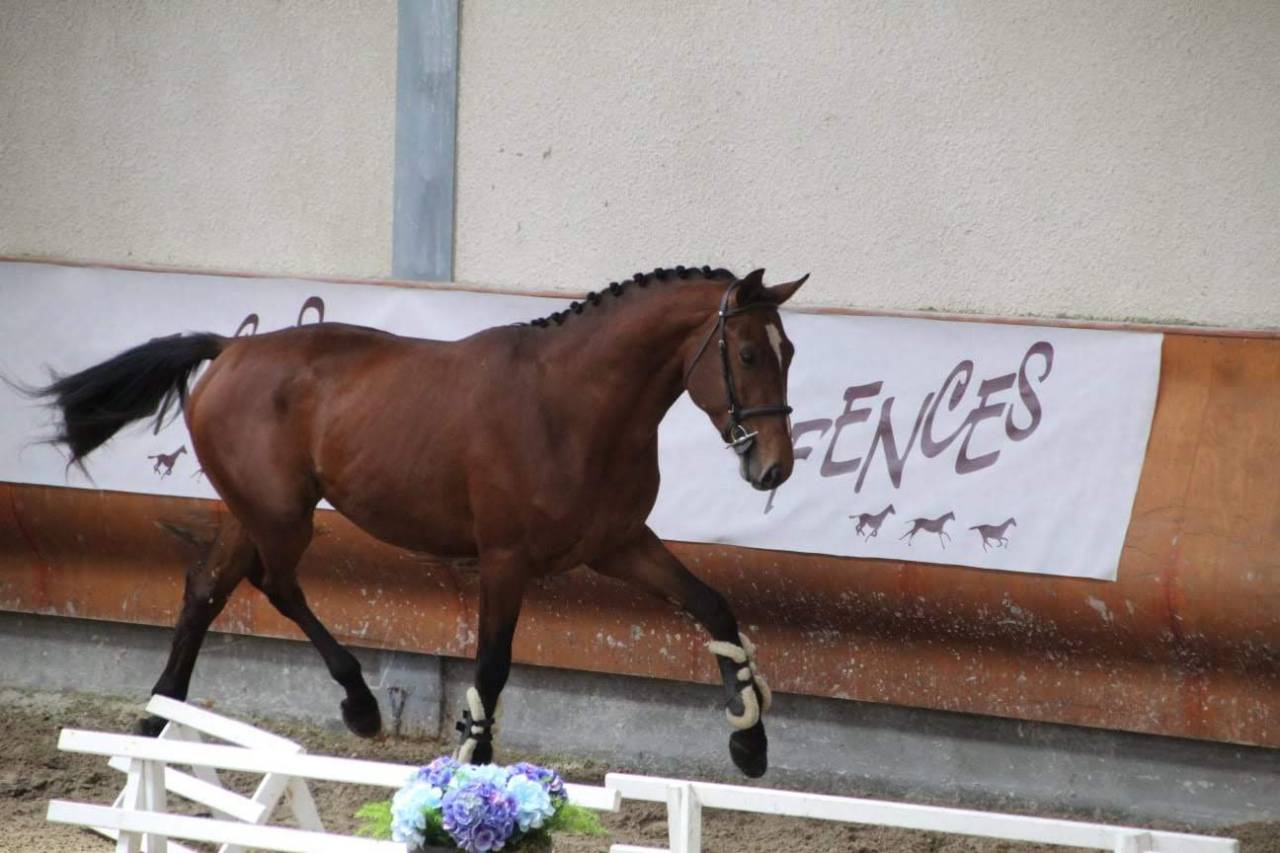 Castrone Sella Francese In vendita 2022 Nero ,  James bond d'azur