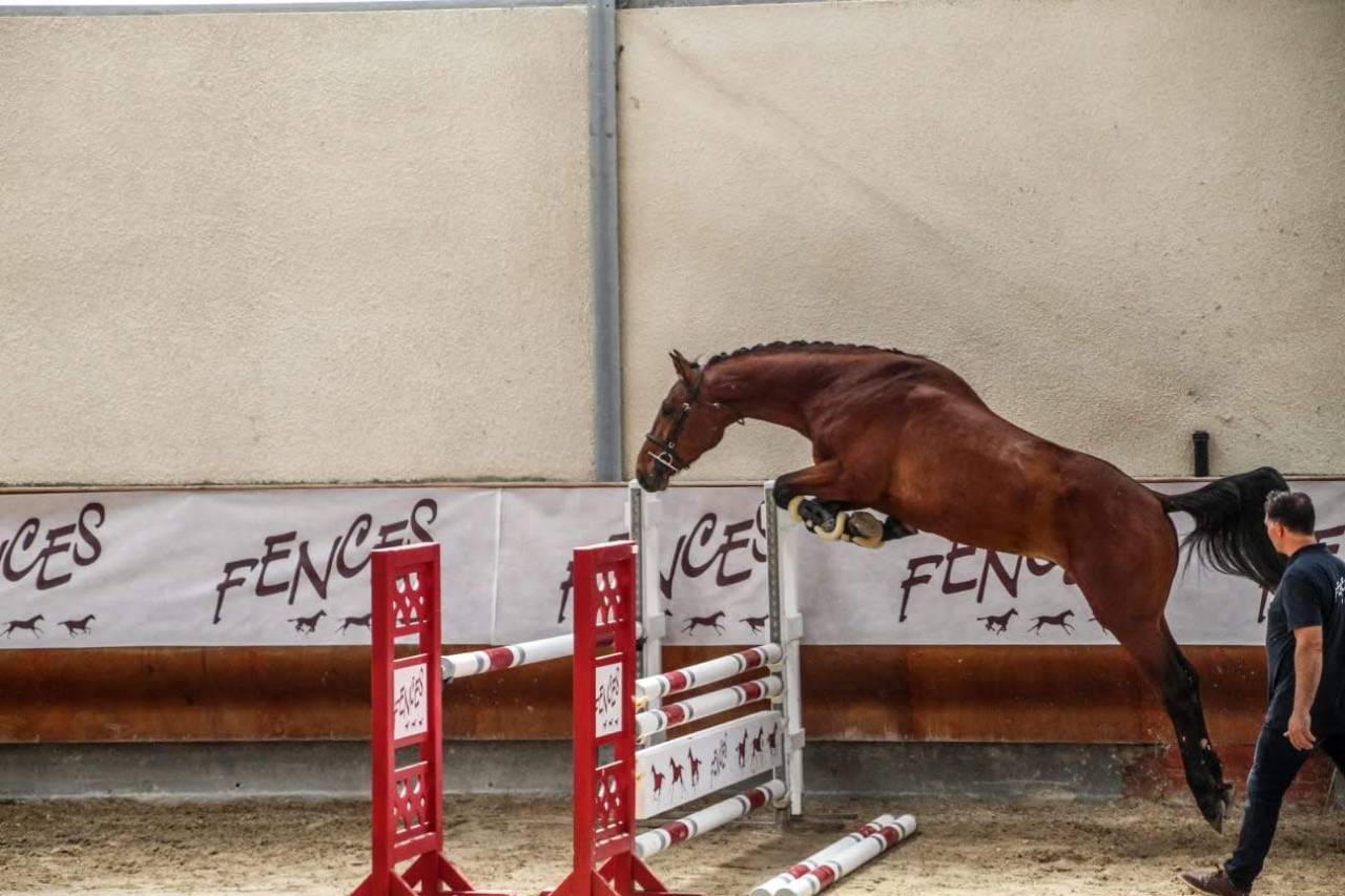 Castrone Sella Francese In vendita 2022 Nero ,  James bond d'azur