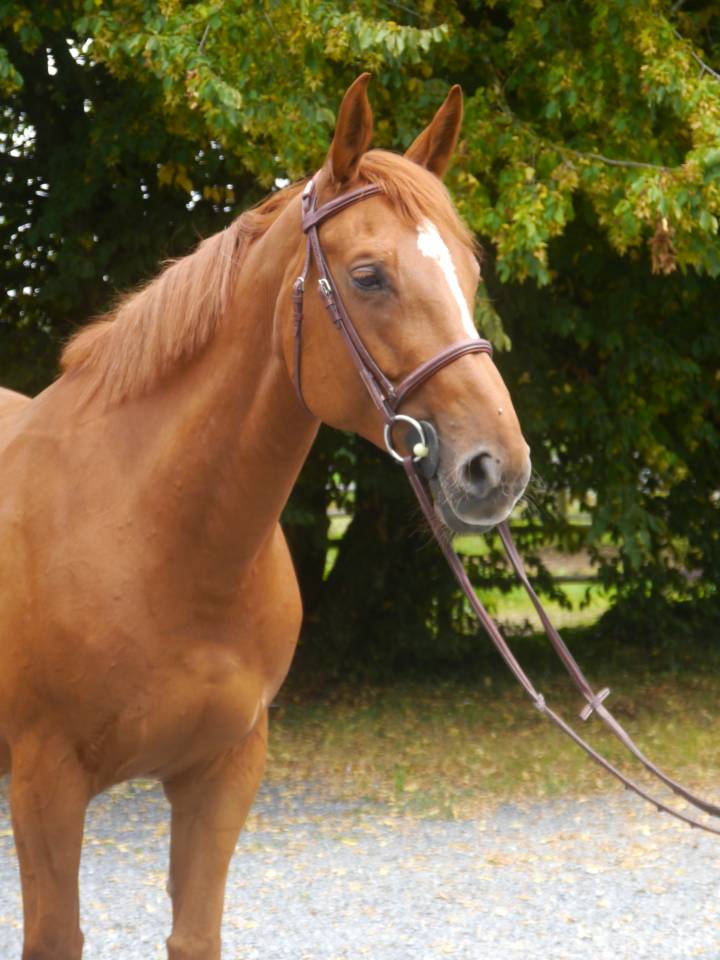 Cavalla Sella Francese In vendita 2017 Sauro ,  DIAMANT DE SEMILLY