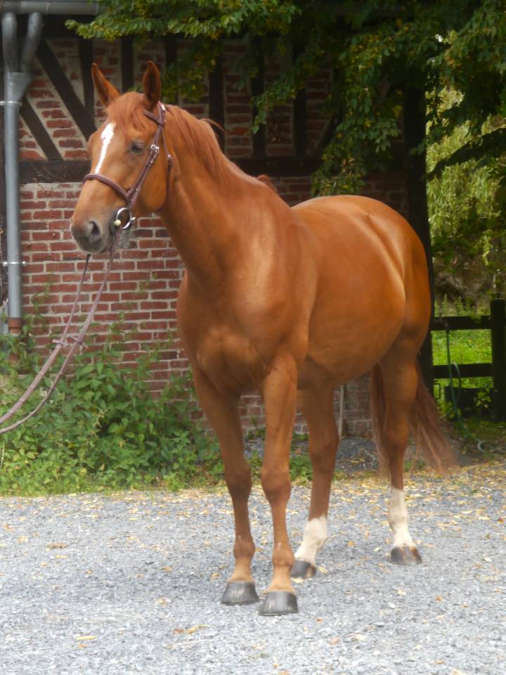 Cavalla Sella Francese In vendita 2017 Sauro ,  DIAMANT DE SEMILLY