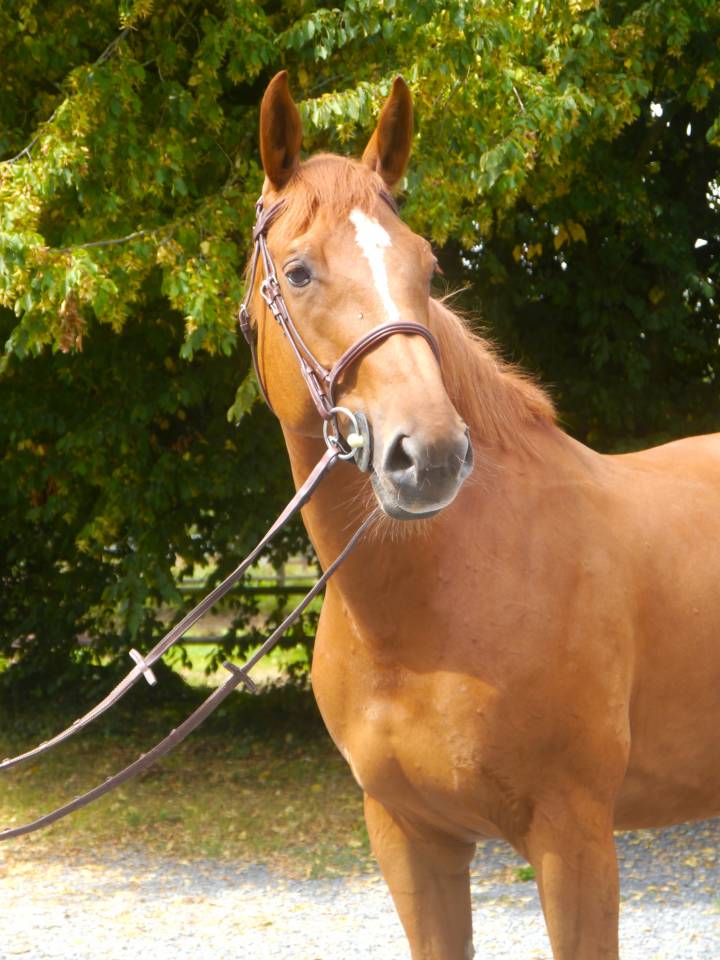 Cavalla Sella Francese In vendita 2017 Sauro ,  DIAMANT DE SEMILLY