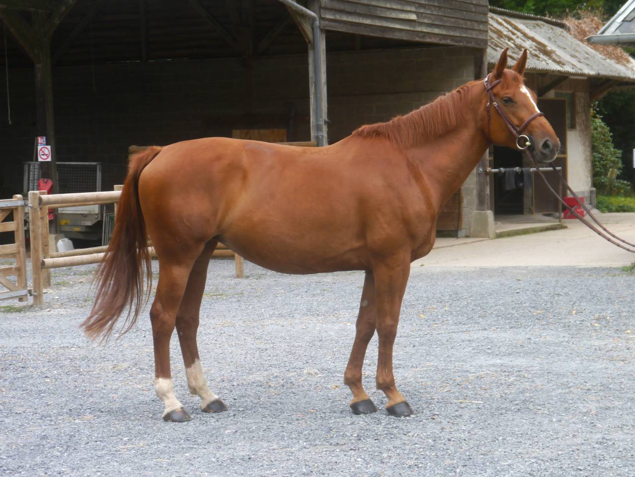 Cavalla Sella Francese In vendita 2017 Sauro ,  DIAMANT DE SEMILLY