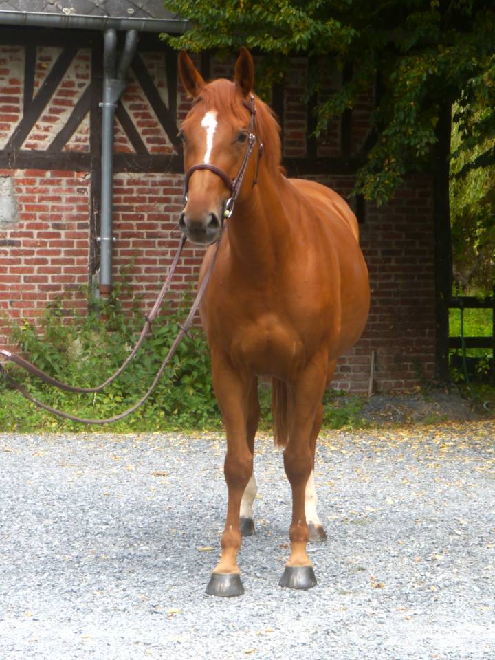 Cavalla Sella Francese In vendita 2017 Sauro ,  DIAMANT DE SEMILLY