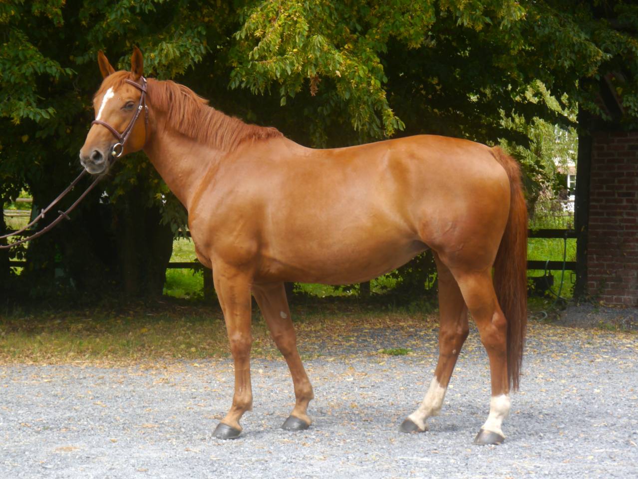 Cavalla Sella Francese In vendita 2017 Sauro ,  DIAMANT DE SEMILLY