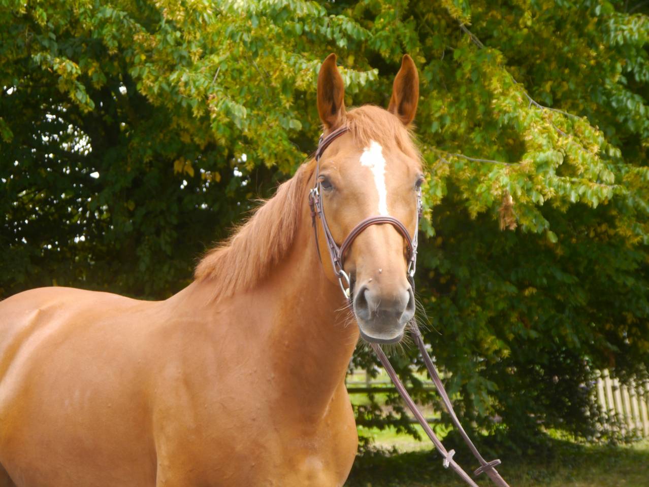 Cavalla Sella Francese In vendita 2017 Sauro ,  DIAMANT DE SEMILLY