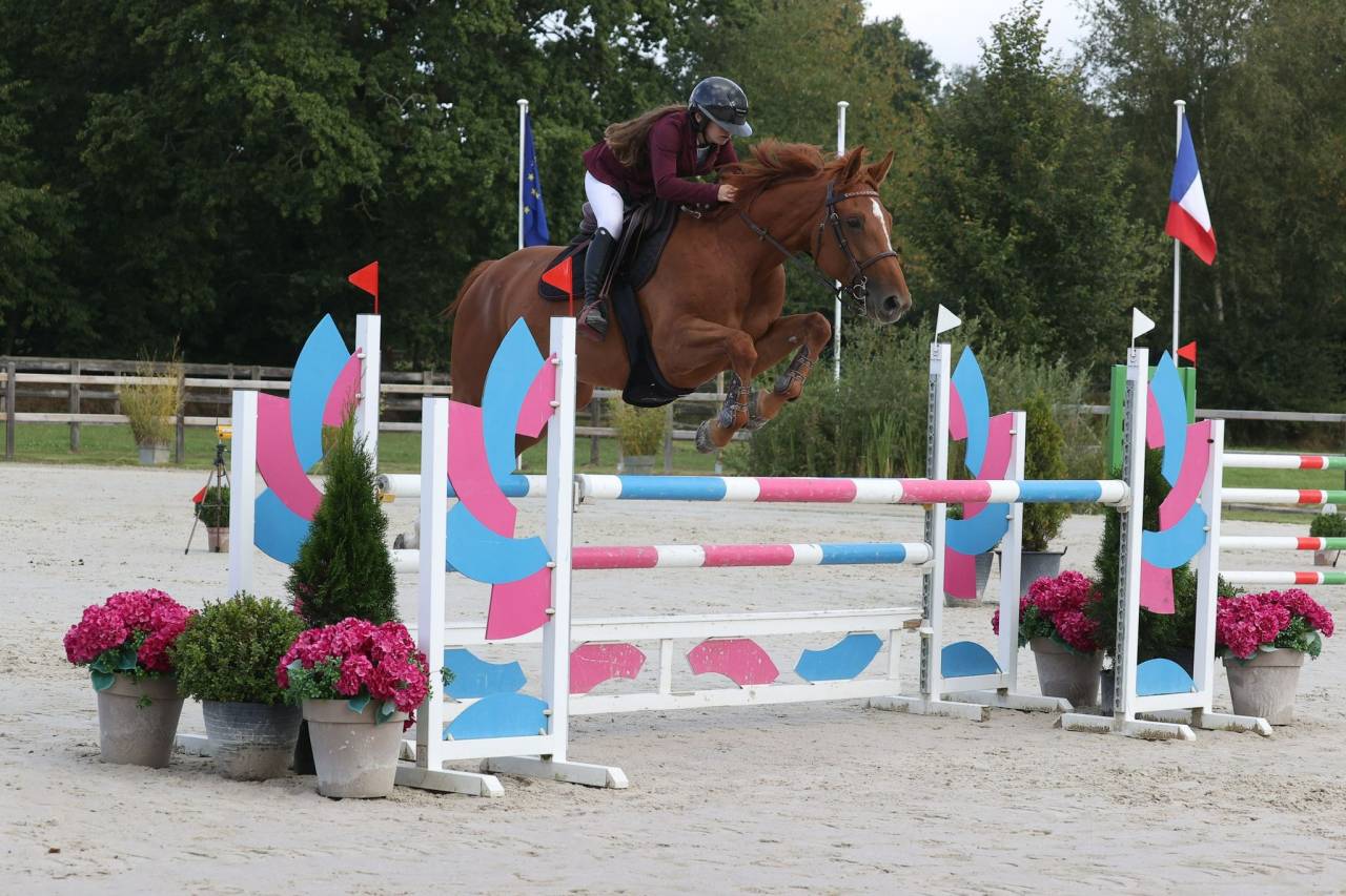 Cavalla Sella Francese In vendita 2017 Sauro ,  DIAMANT DE SEMILLY