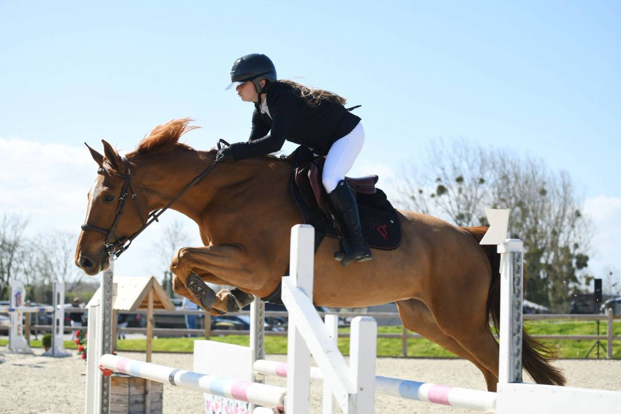 Cavalla Sella Francese In vendita 2017 Sauro ,  DIAMANT DE SEMILLY