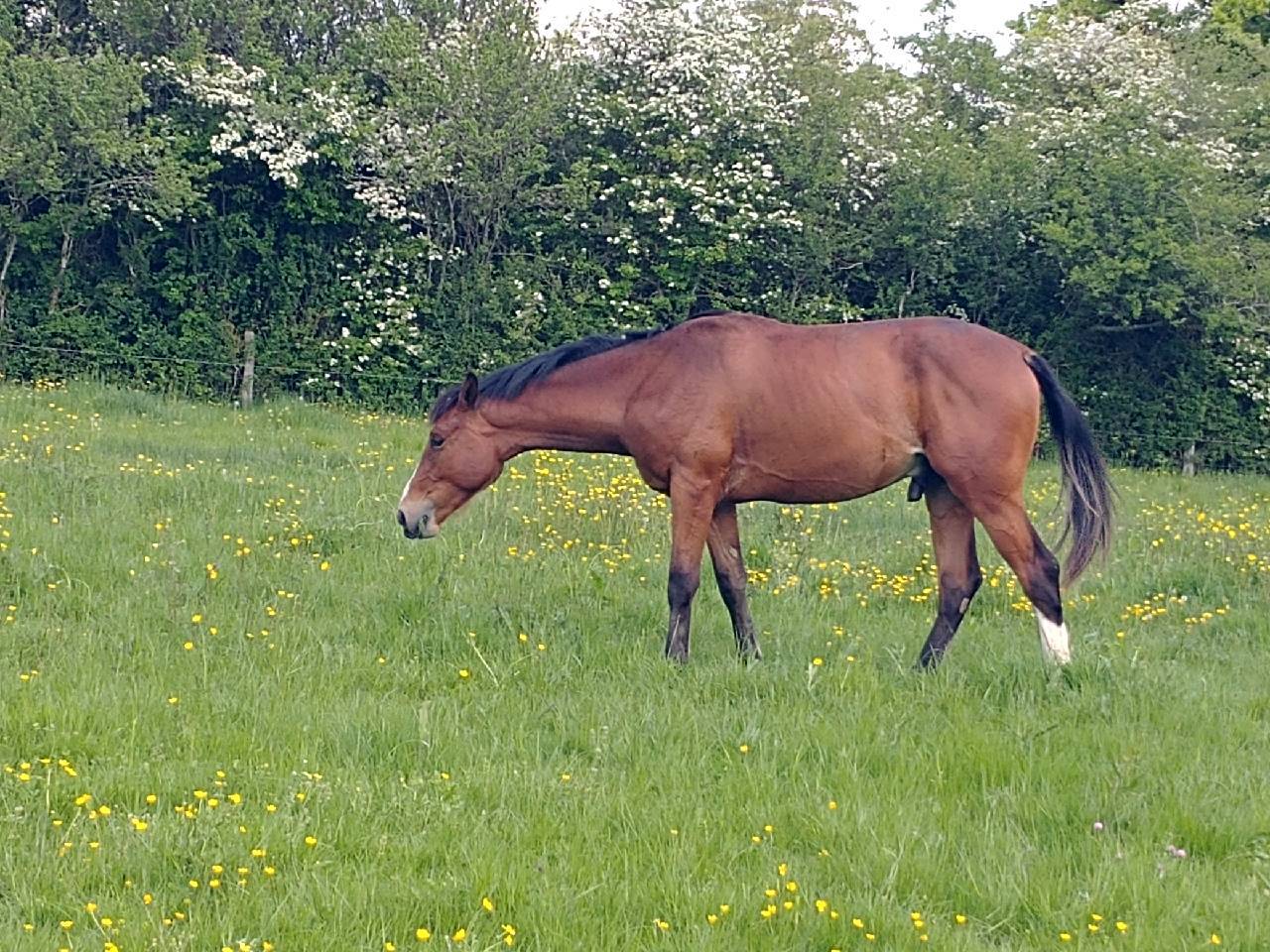 Intero Sella Francese In vendita 2023 Baio ,  DOLLAR DELA PIERRE