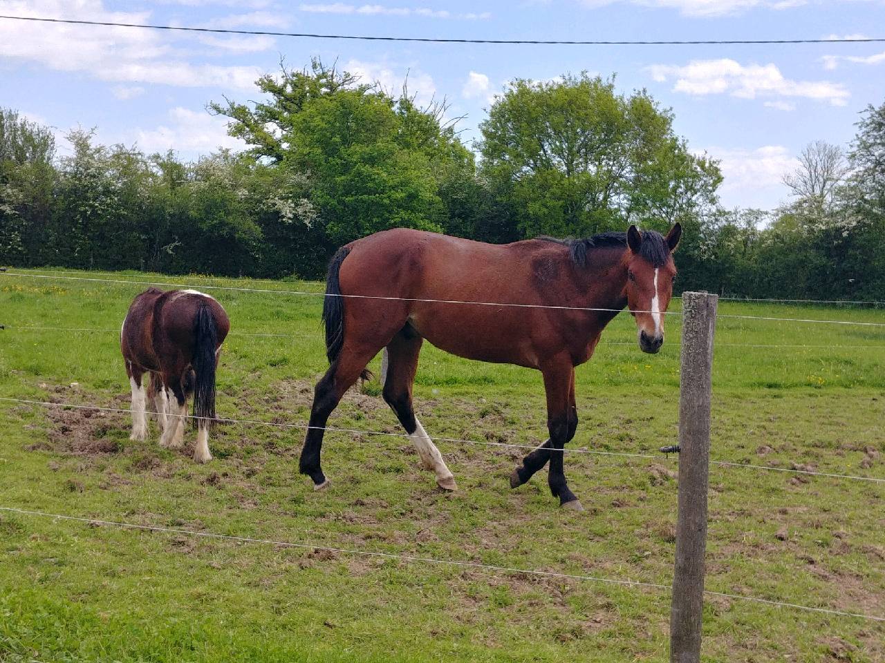 Intero Sella Francese In vendita 2023 Baio ,  DOLLAR DELA PIERRE