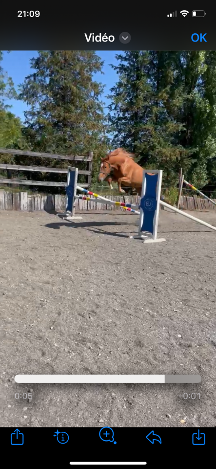 Cavalla sBs Cavallo da Sport Belgio In vendita 2022 Sauro ,  Matisse de mariposa