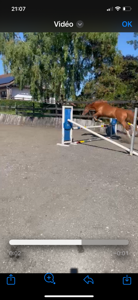 Cavalla sBs Cavallo da Sport Belgio In vendita 2022 Sauro ,  Matisse de mariposa