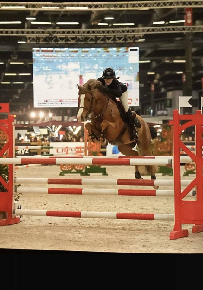 Intero PFS Pony Francese da Sella In vendita 2017 Crine lavato