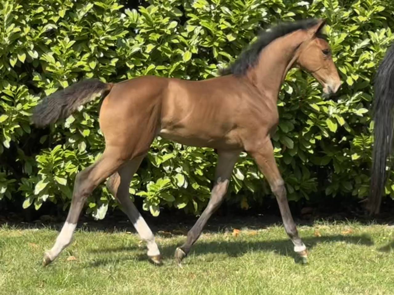 Puledra Sella Francese In vendita 2025 Baio ,  Hardrock Z