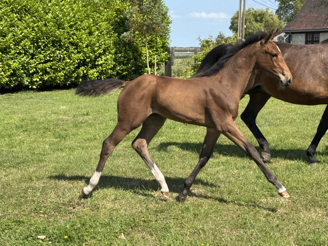 Puledra Sella Francese In vendita 2025 Baio ,  Hardrock Z