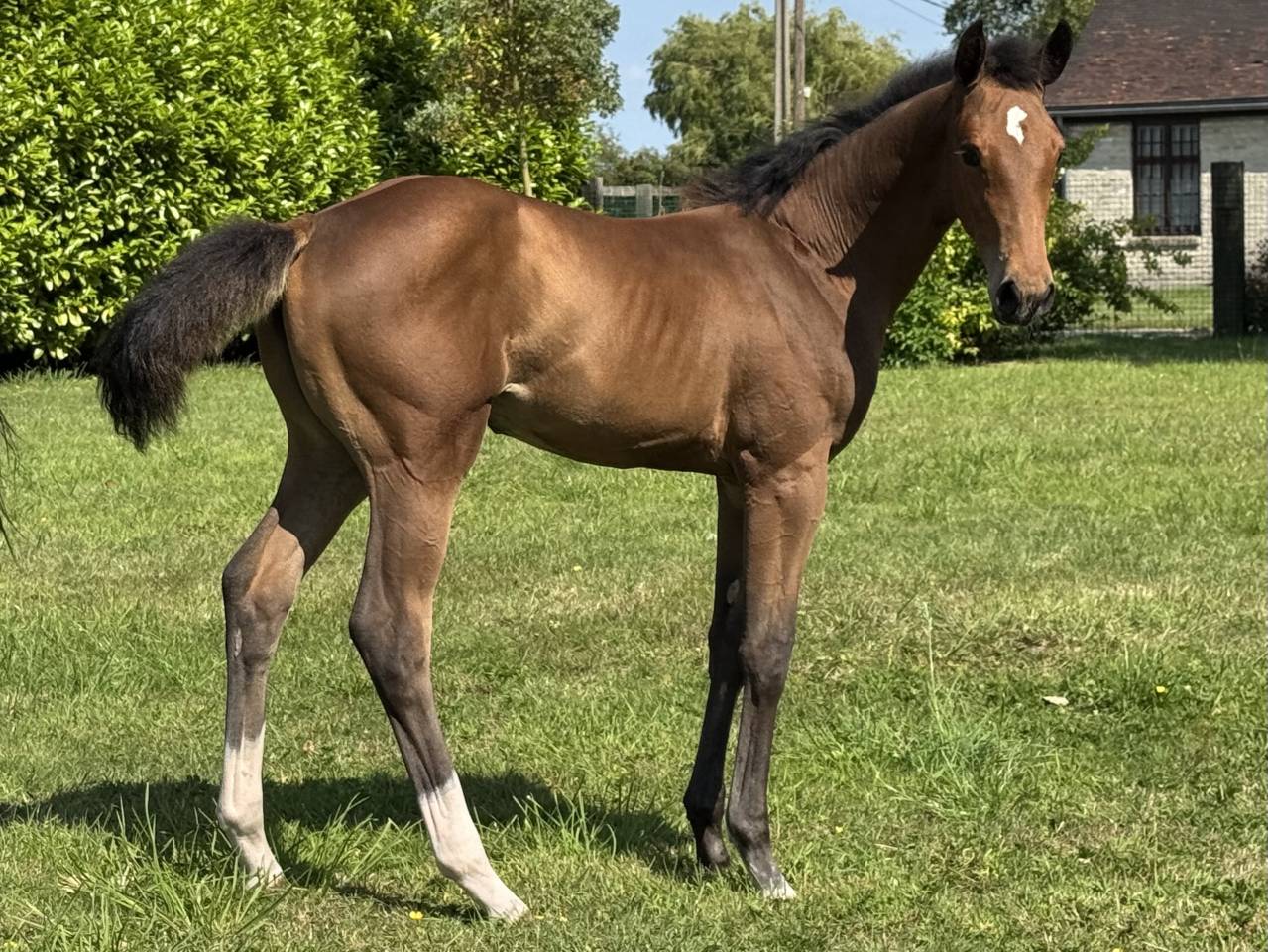 Puledra Sella Francese In vendita 2025 Baio ,  Hardrock Z