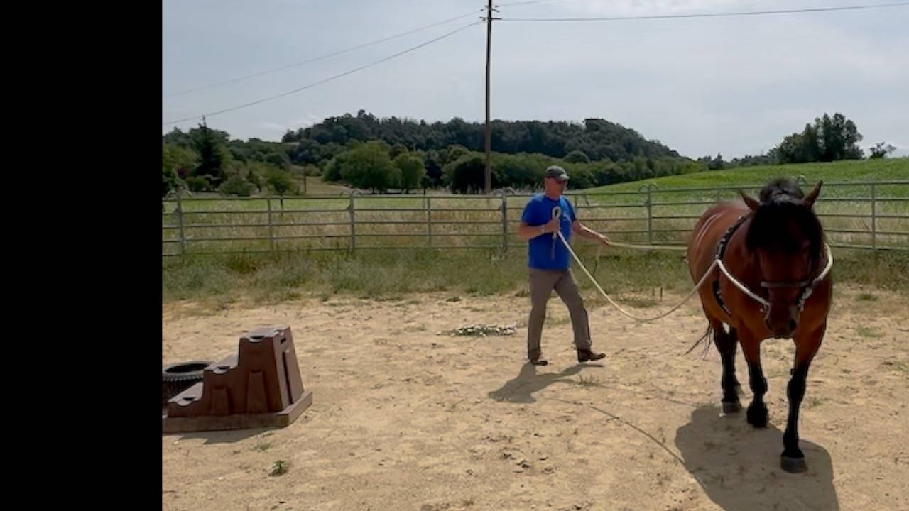 Cavalla Auvergne (Cavallo) In vendita 2011 Baio