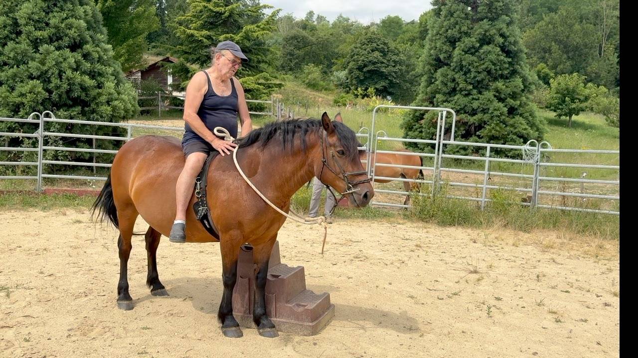 Cavalla Auvergne (Cavallo) In vendita 2011 Baio
