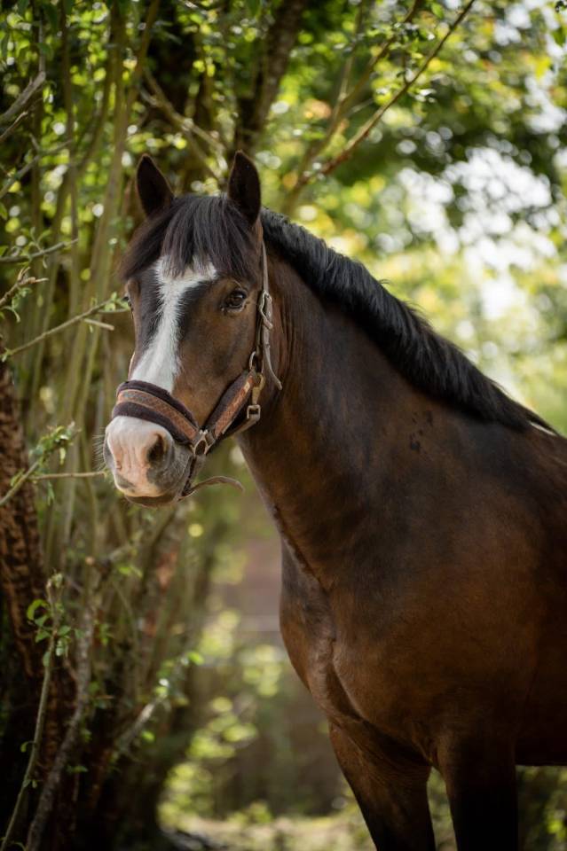 Castrone New Forest In vendita 2018 Baio ,  PORTMORE THUNDER CLOUD