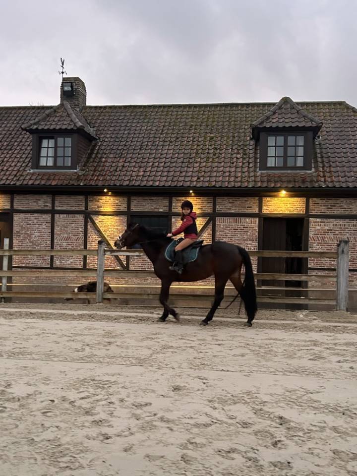 Cavalla Connemara In vendita 2012 Baio