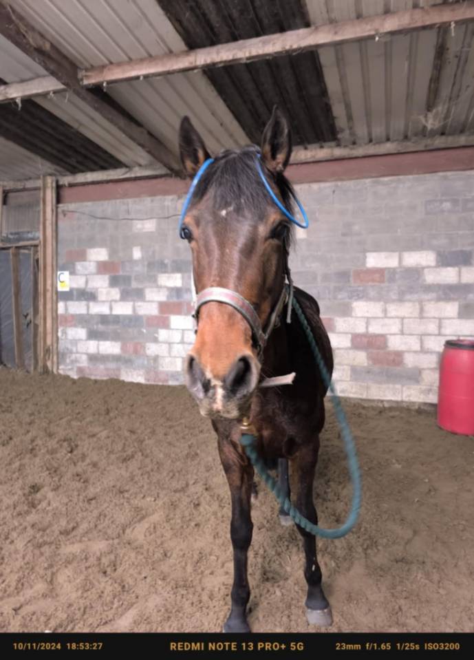 Cavalla Connemara In vendita 2012 Baio