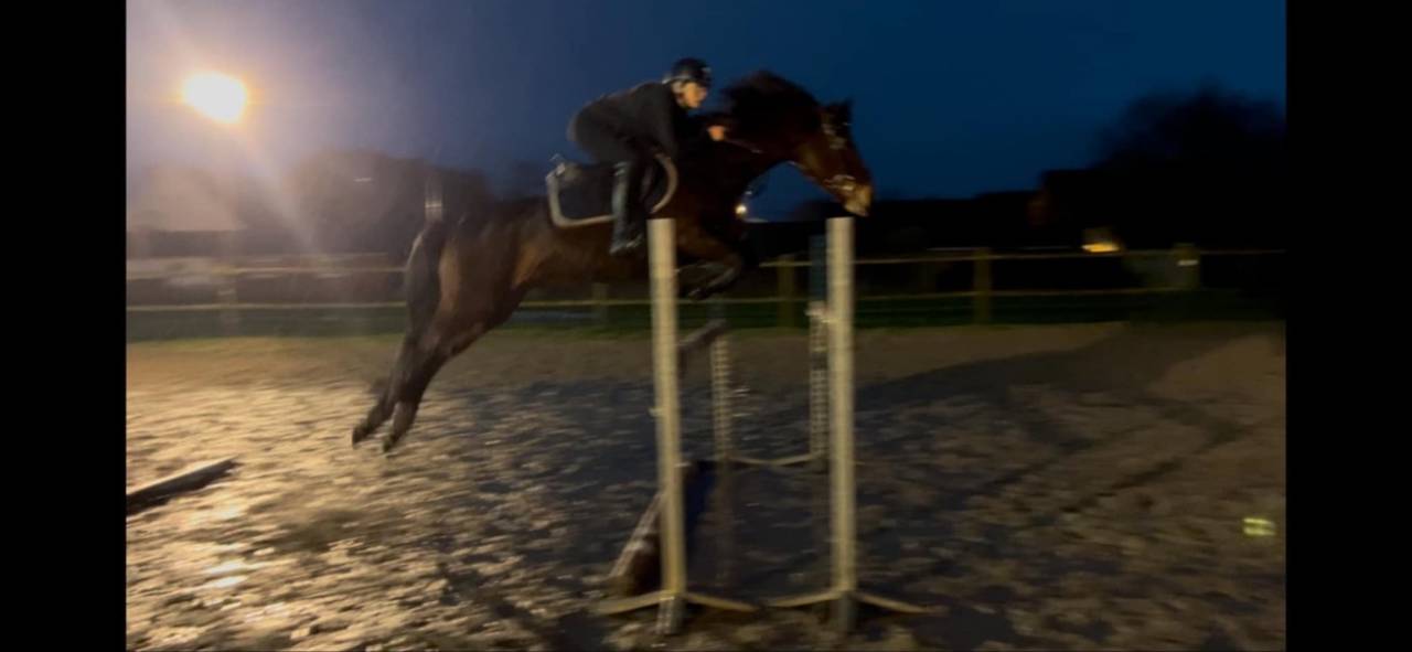 Cavalla Connemara In vendita 2012 Baio