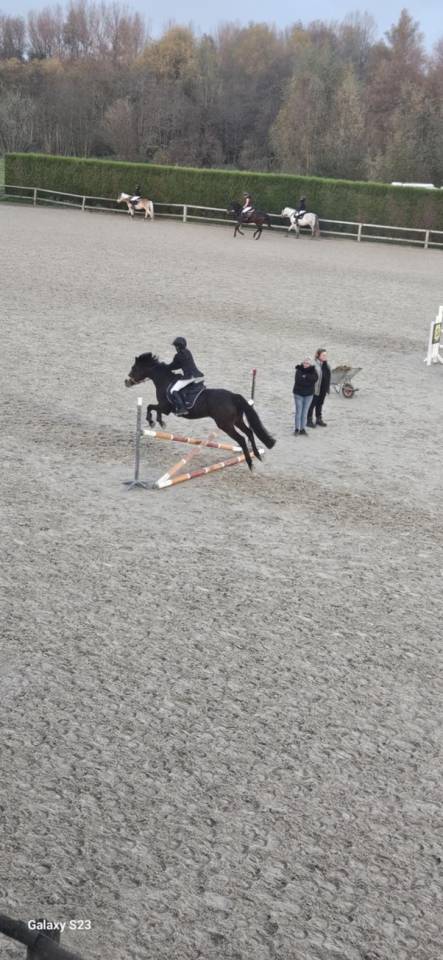 Cavalla Connemara In vendita 2012 Baio