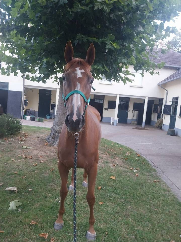 Fattrice Purosangue Inglese In vendita 2017 Sauro ,  Rio de la Plata