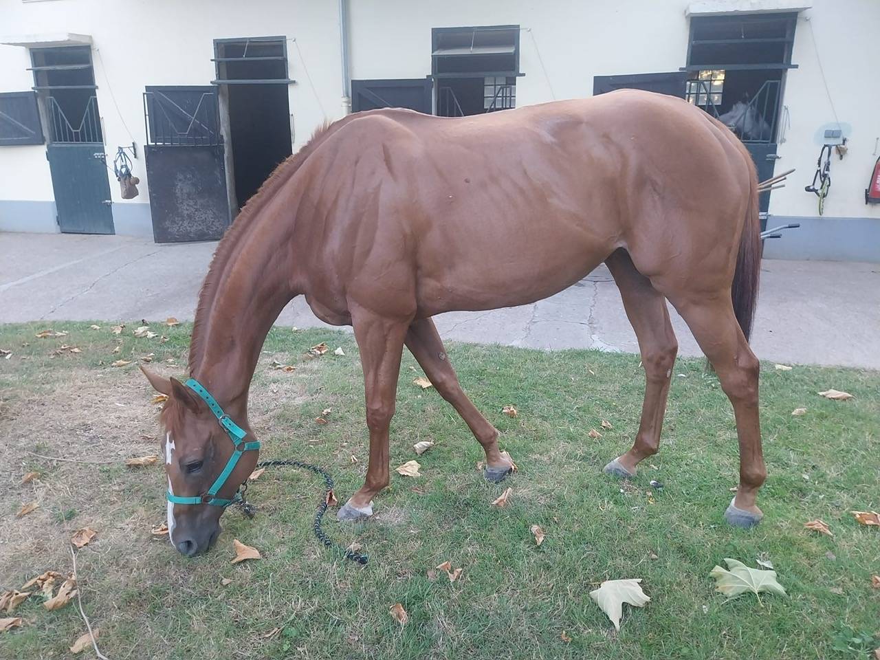 Fattrice Purosangue Inglese In vendita 2017 Sauro ,  Rio de la Plata