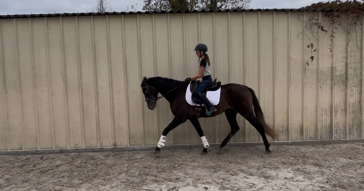 Castrone PRE Andaluso In vendita 2021 Grigio ,  Fuego de bairon