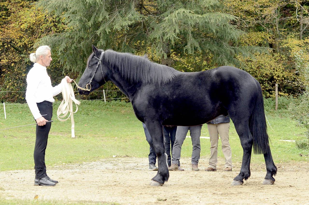 Castrone M&eacute;rens In vendita 2023 Nero