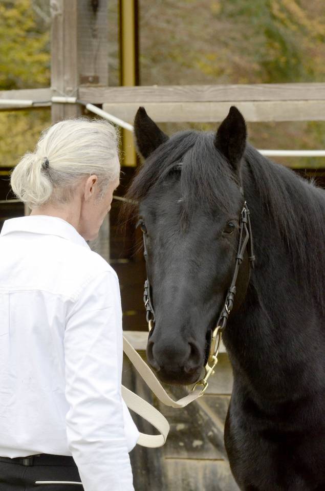 Castrone M&eacute;rens In vendita 2023 Nero