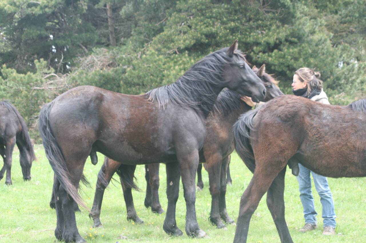 Castrone M&eacute;rens In vendita 2023 Nero