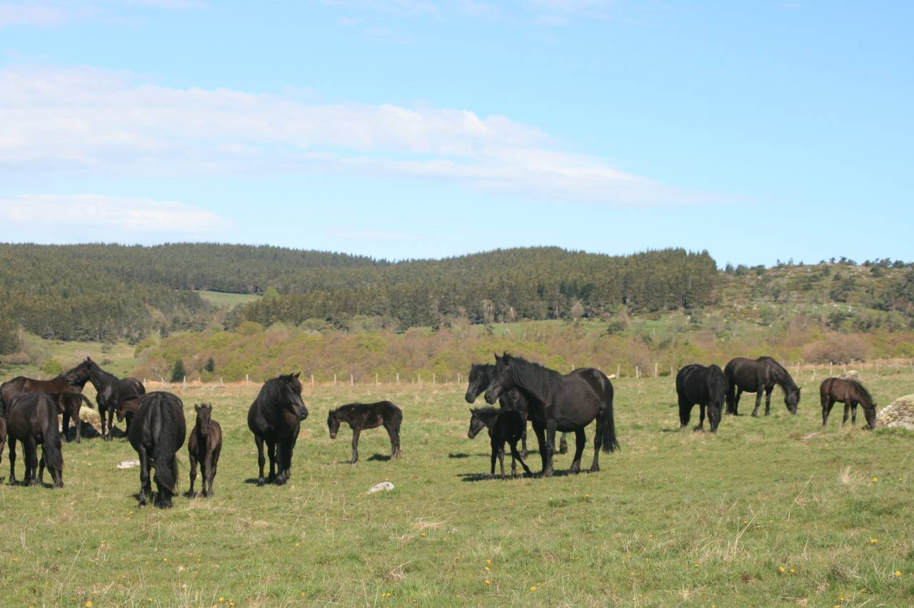 Puledro Mérens In vendita 2025 Nero