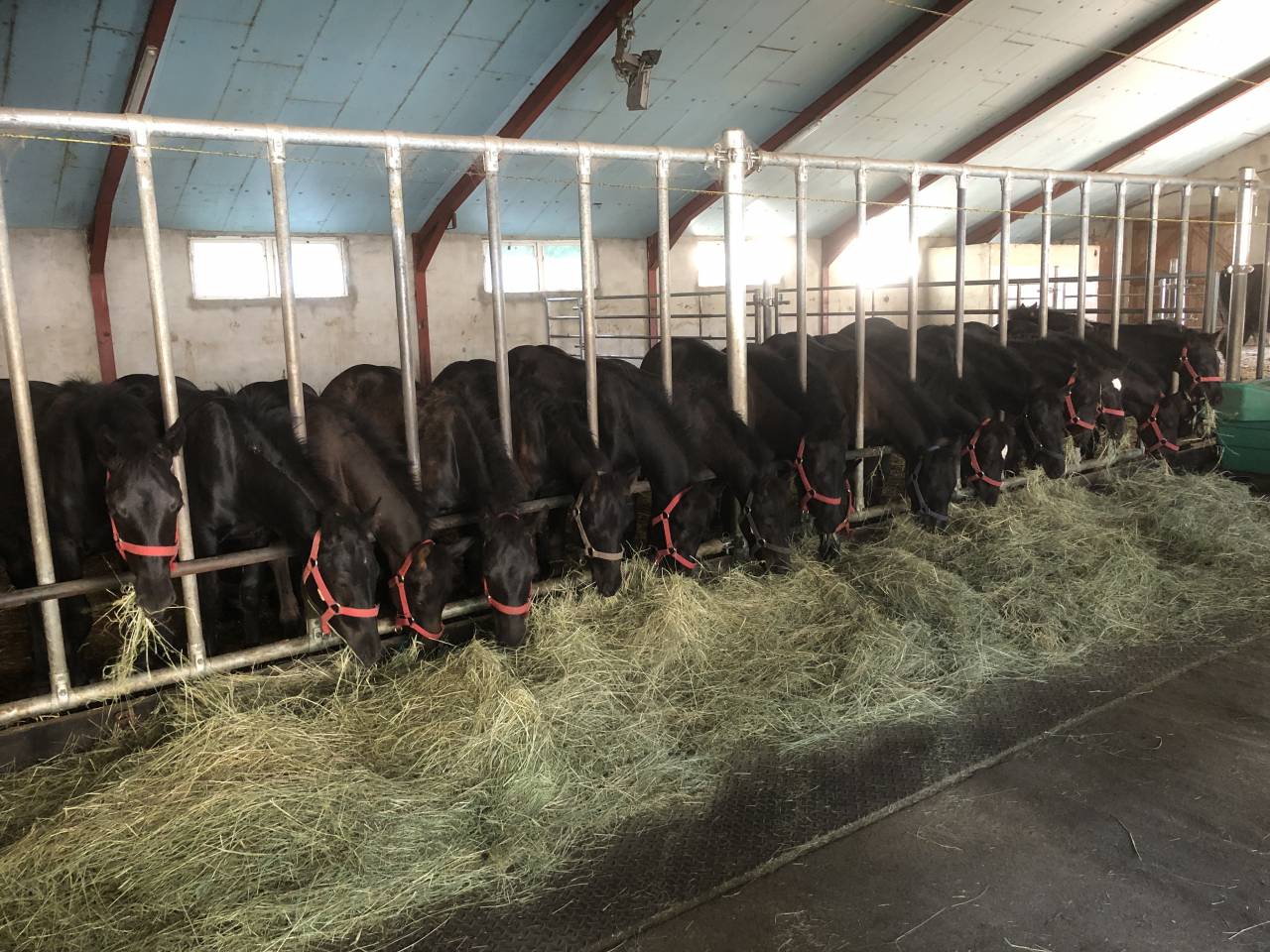 Puledro Mérens In vendita 2025 Nero