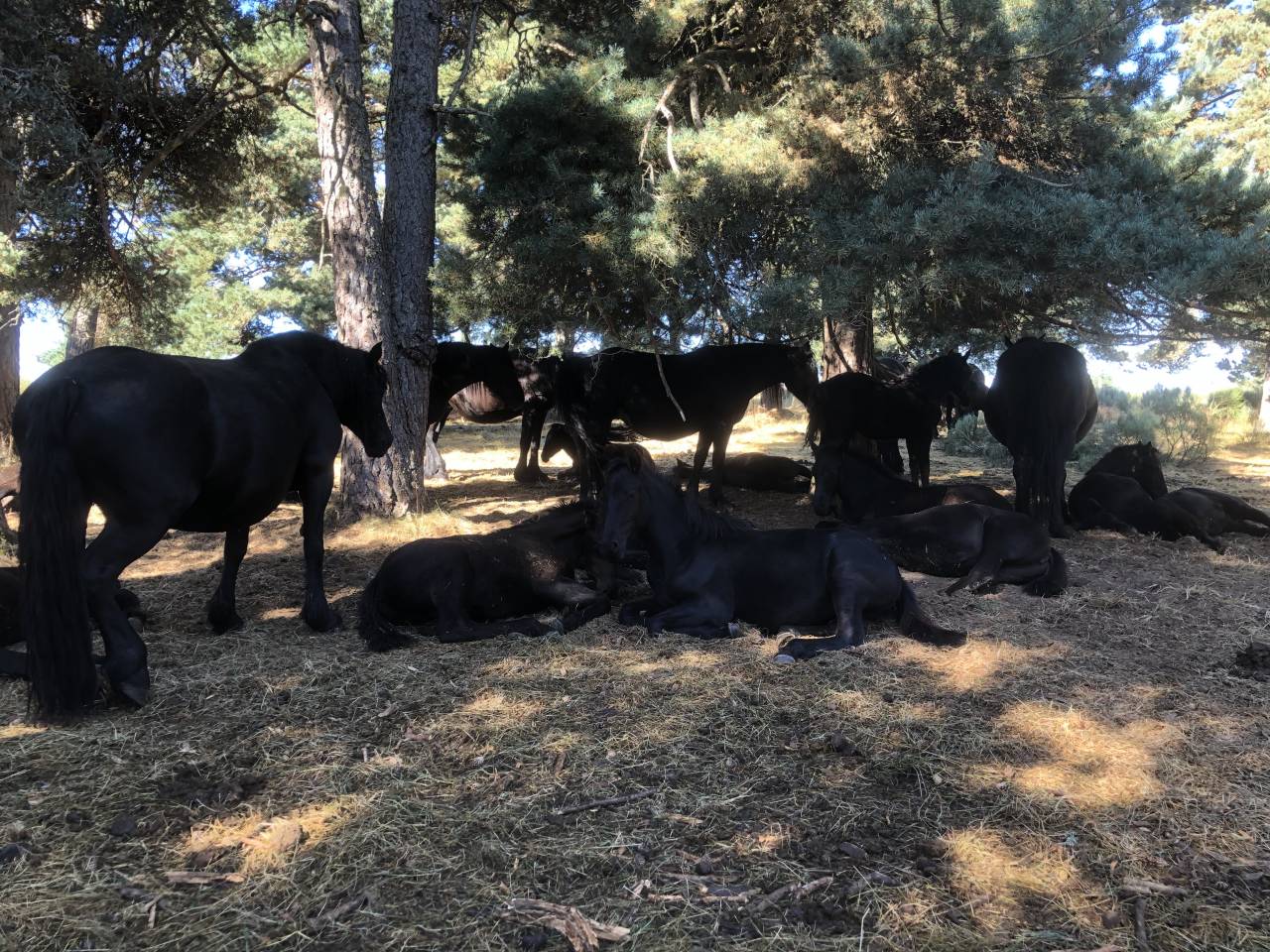 Puledro Mérens In vendita 2025 Nero