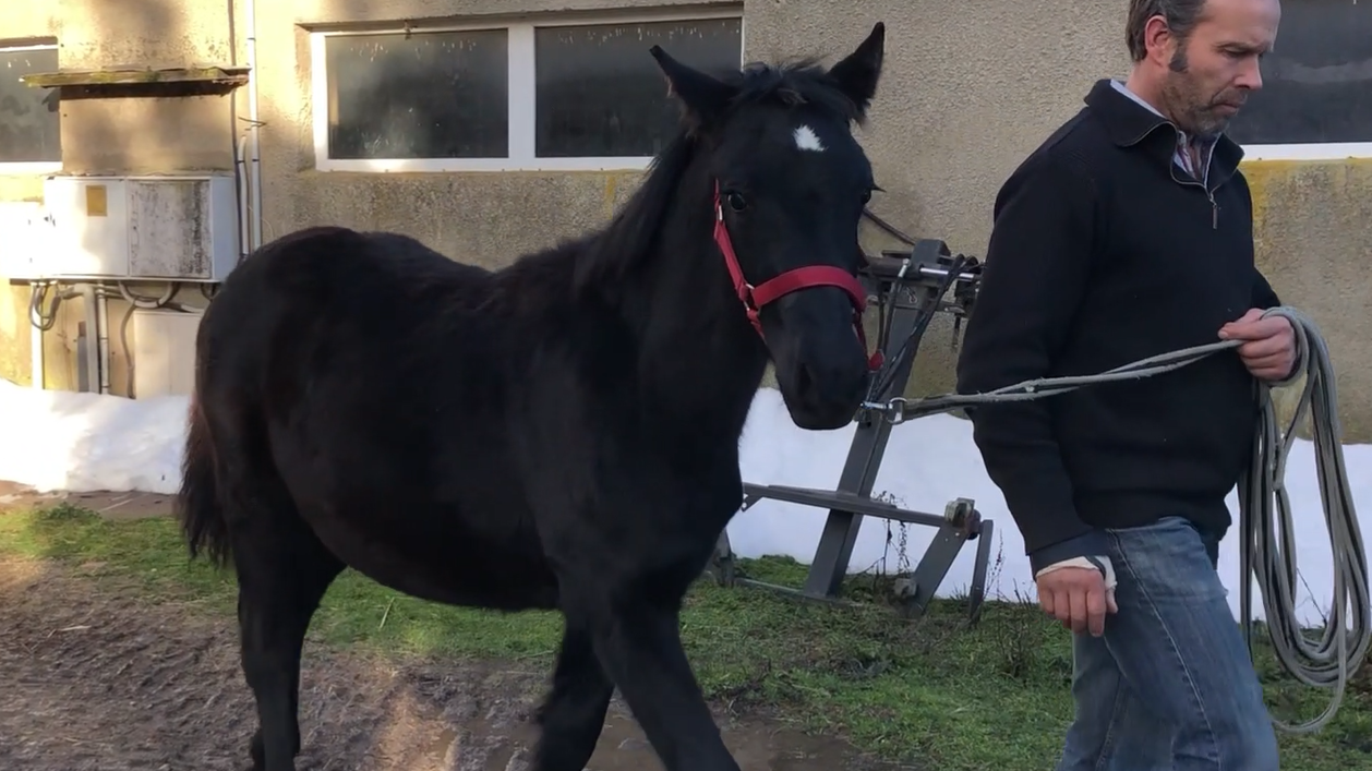 Puledro M&eacute;rens In vendita 2025 Nero