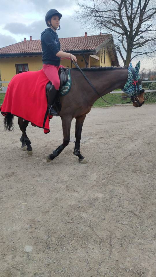 Purosangue Irlandese: esperienza, cuore e nobiltà