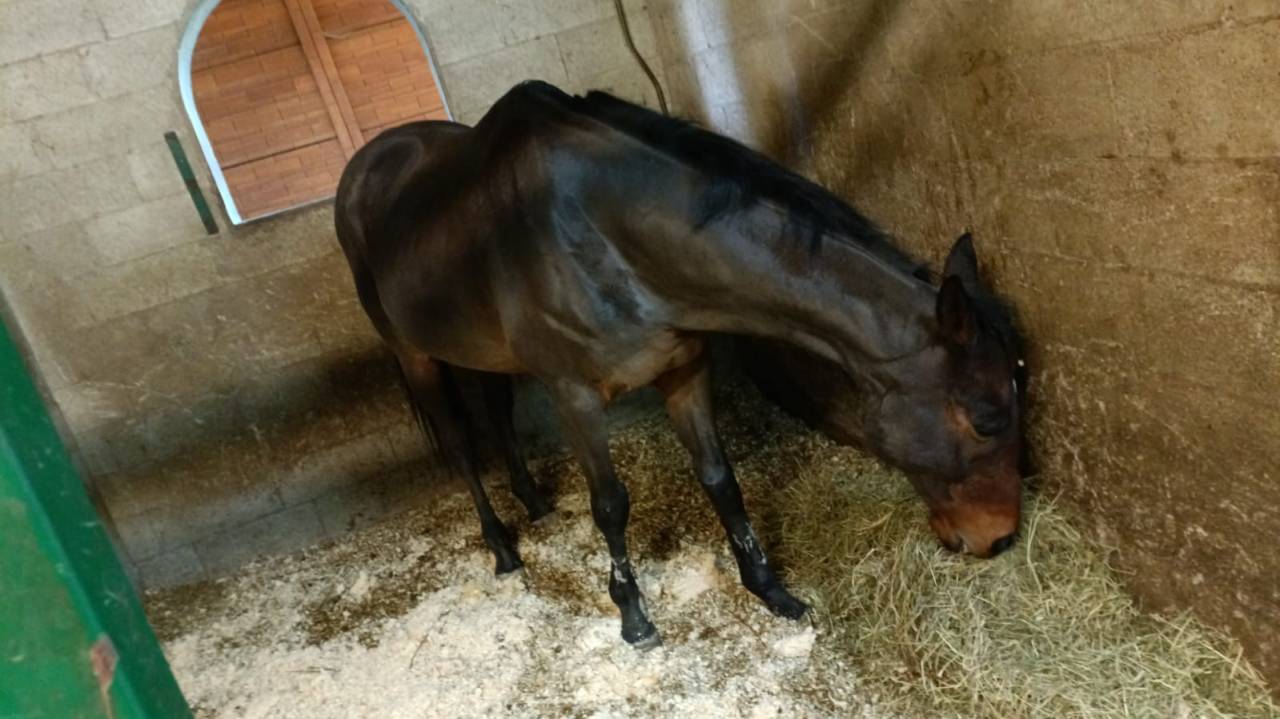 Purosangue Irlandese: esperienza, cuore e nobiltà