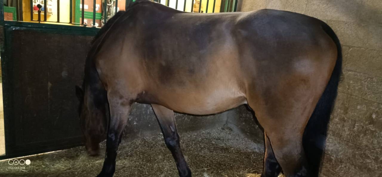 Purosangue Irlandese: esperienza, cuore e nobiltà