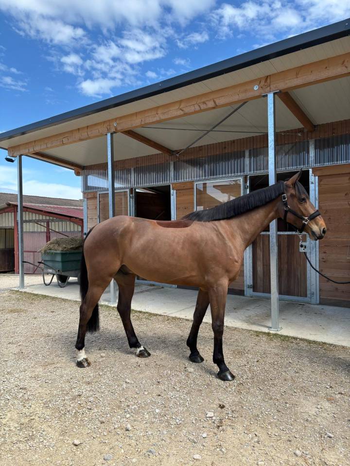 Castrone AES Anglo European Studbook In vendita 2021 Baio ,  GIORGIO DE LA BATIA