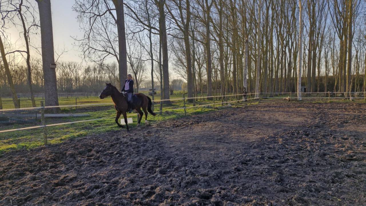 Castrone PRE Andaluso In vendita 2020 Baio