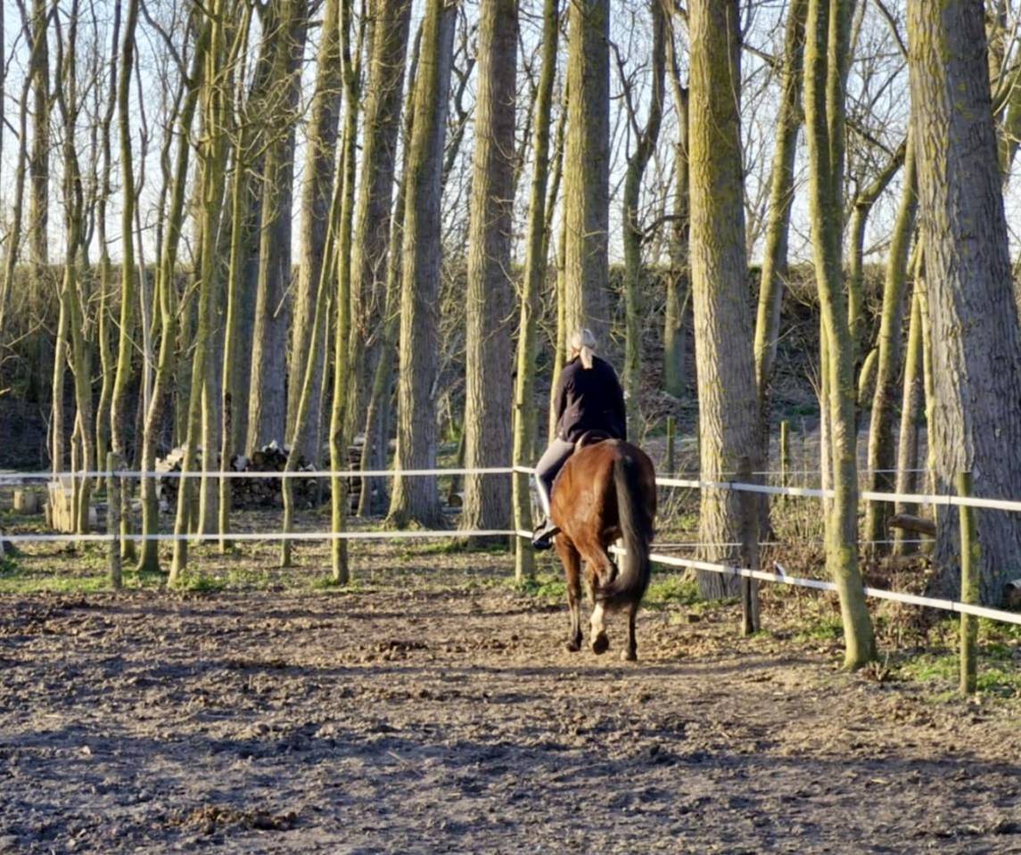 Castrone PRE Andaluso In vendita 2020 Baio