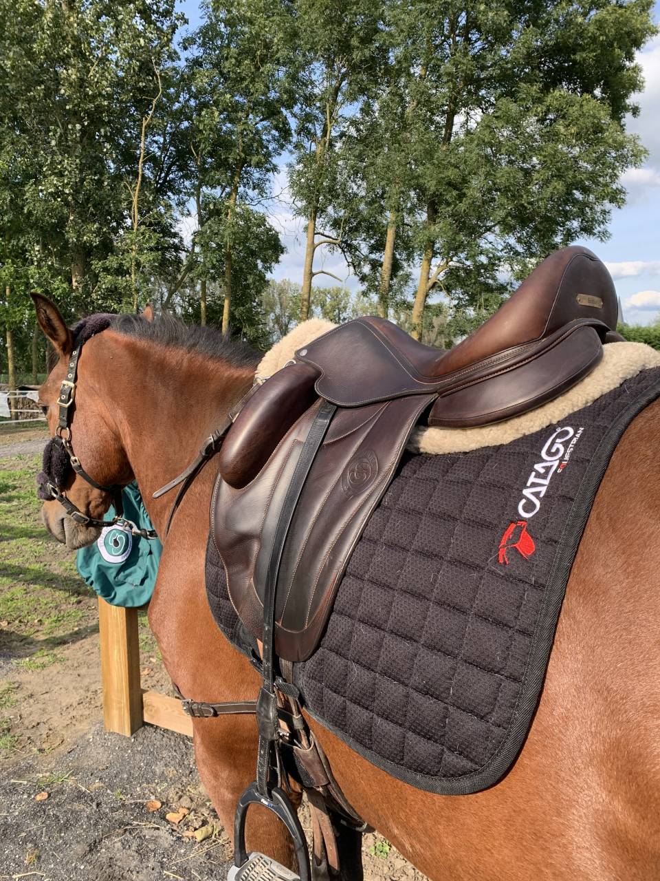 Castrone PRE Andaluso In vendita 2020 Baio