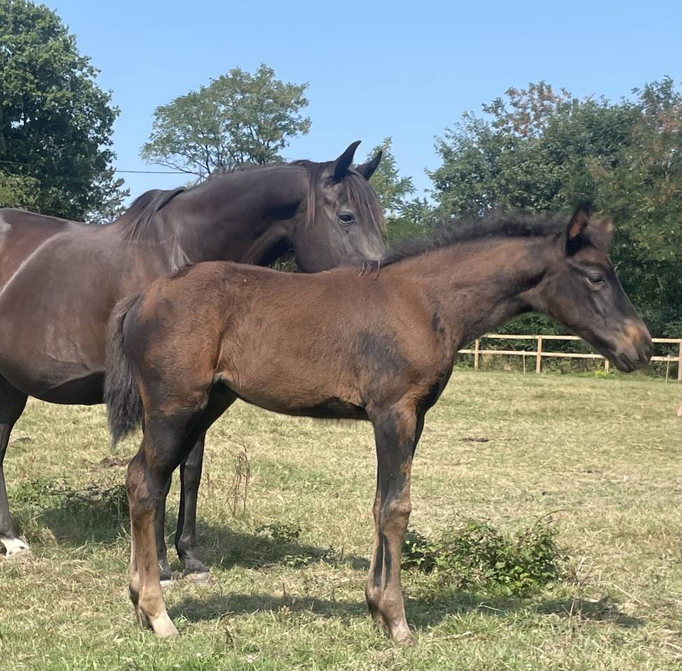 Puledra Sella Francese In vendita 2025 Nero ,  HEROE DE CAFENY