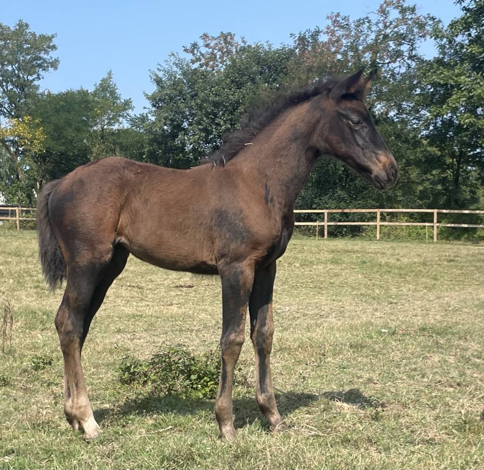 Puledra Sella Francese In vendita 2025 Nero ,  HEROE DE CAFENY