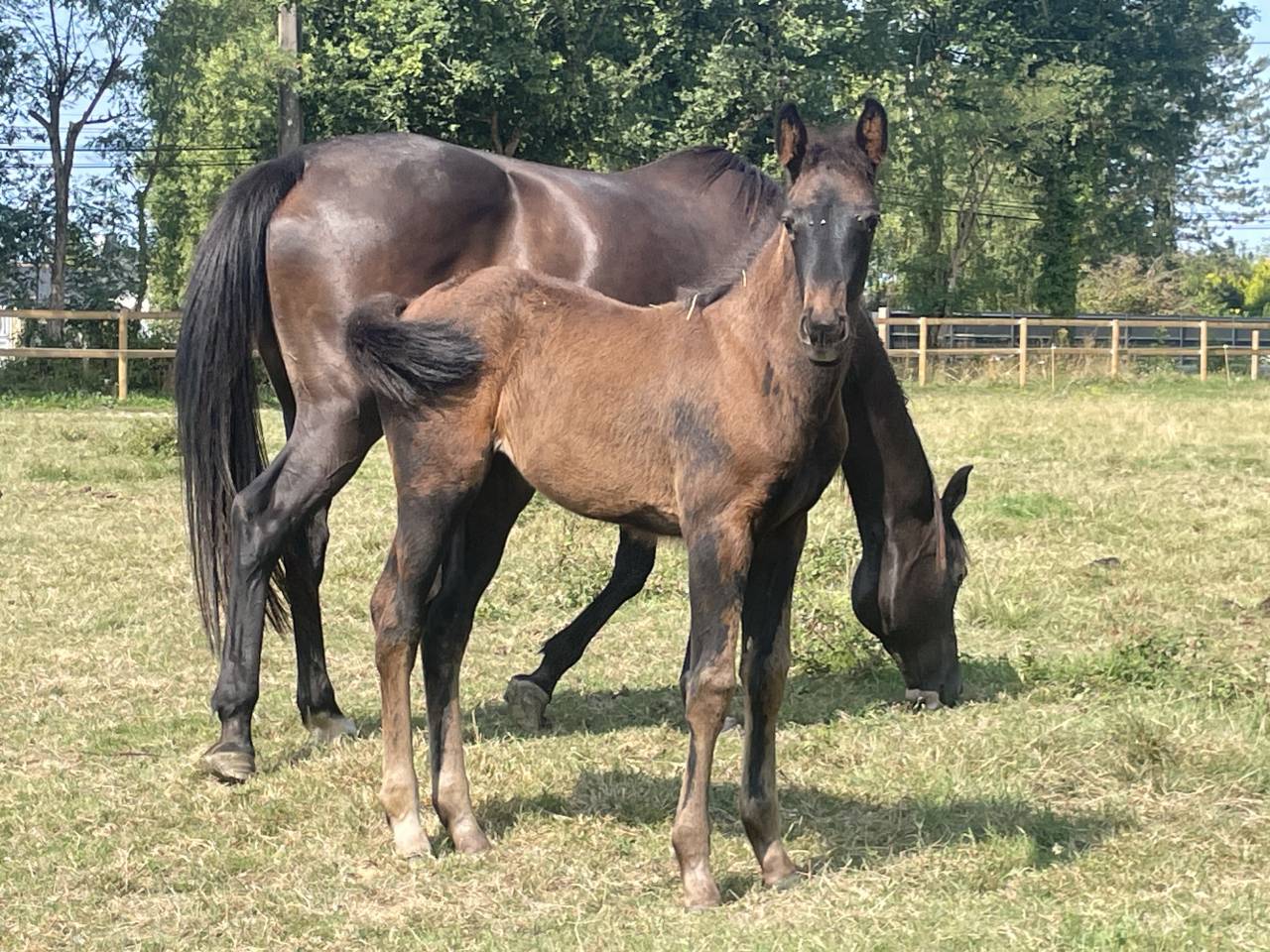 Puledra Sella Francese In vendita 2025 Nero ,  HEROE DE CAFENY