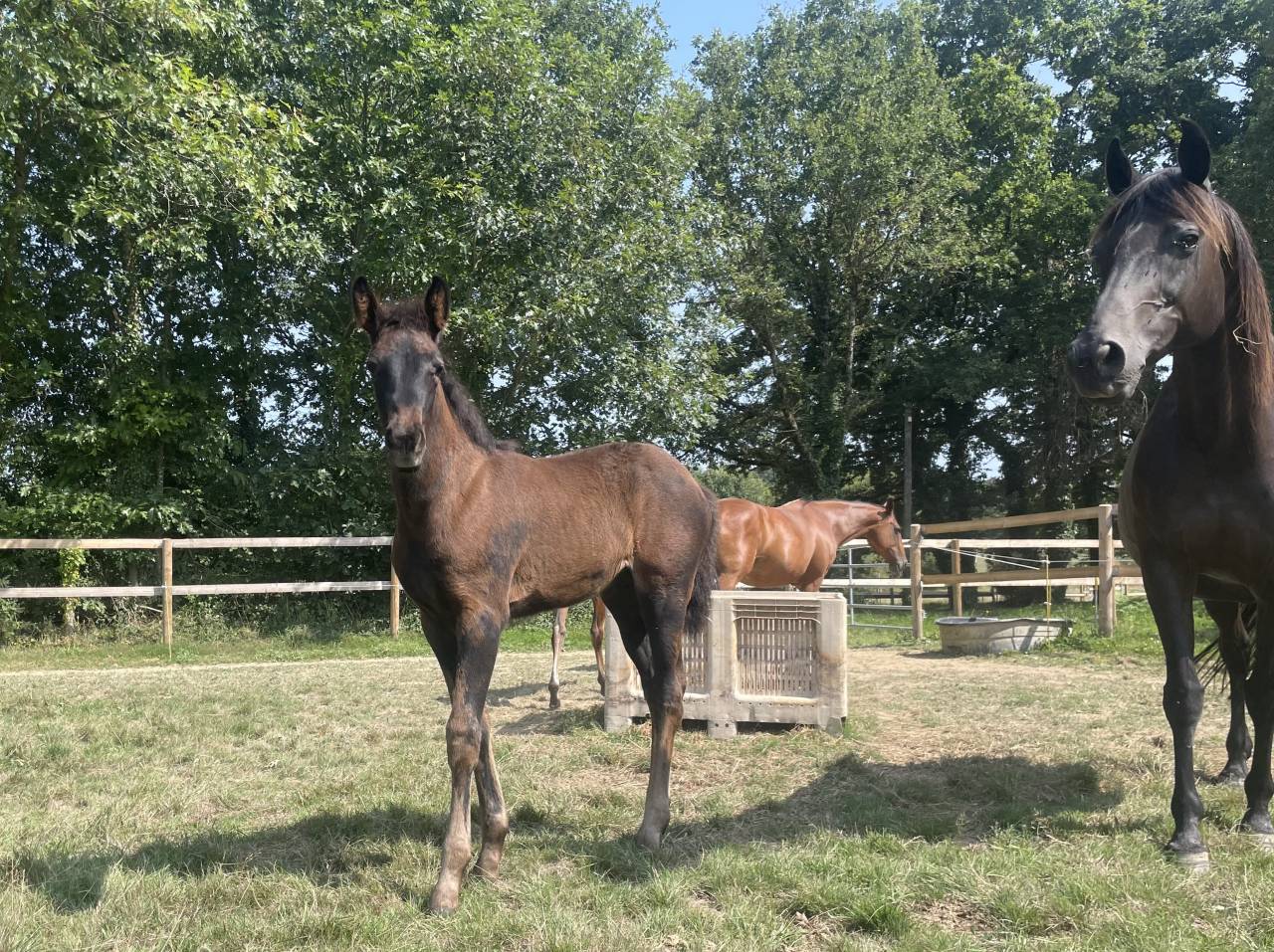 Puledra Sella Francese In vendita 2025 Nero ,  HEROE DE CAFENY