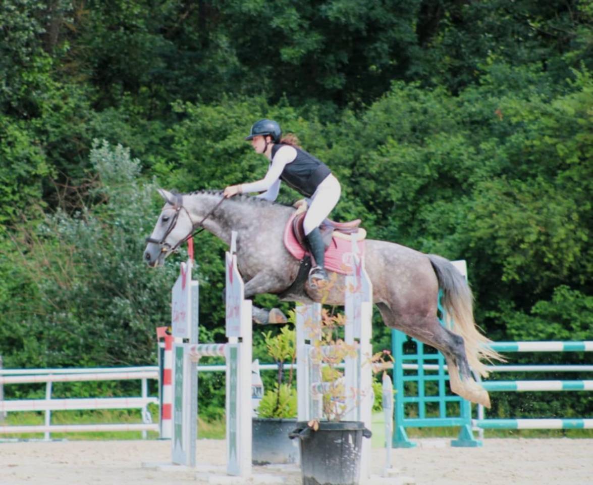 Cavalla PFS Pony Francese da Sella In vendita 2016 Grigio ,  MOVIE STAR TILIA