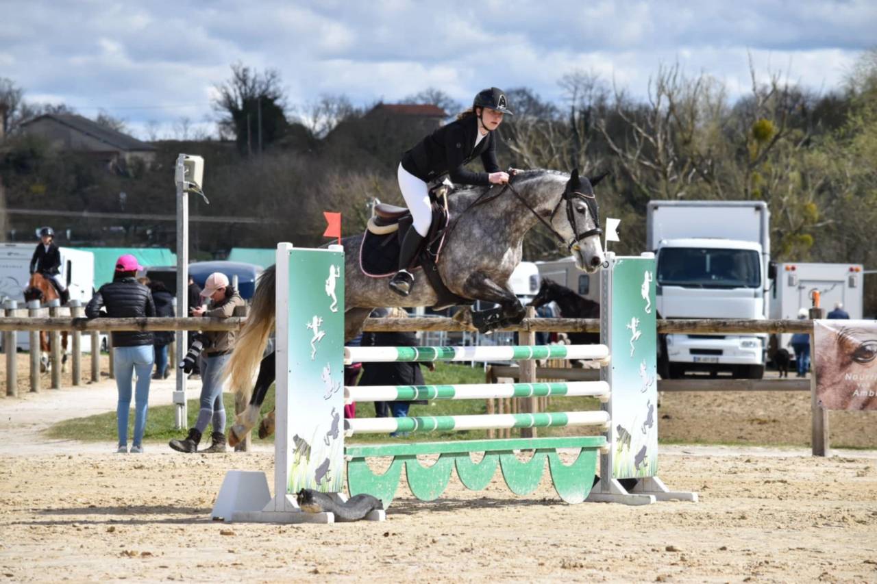 Cavalla PFS Pony Francese da Sella In vendita 2016 Grigio ,  MOVIE STAR TILIA