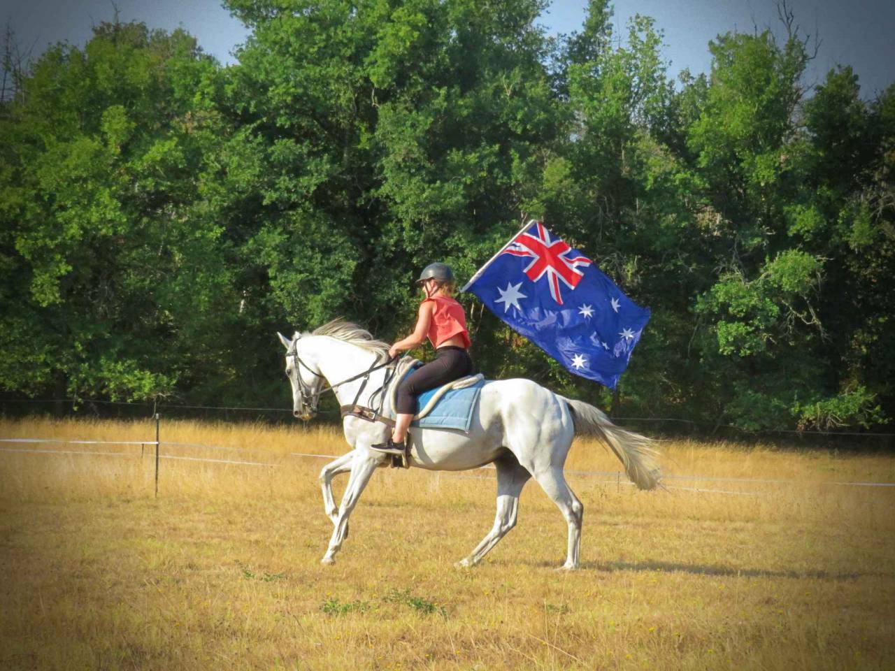 Castrone AQPS In vendita 2015 Grigio